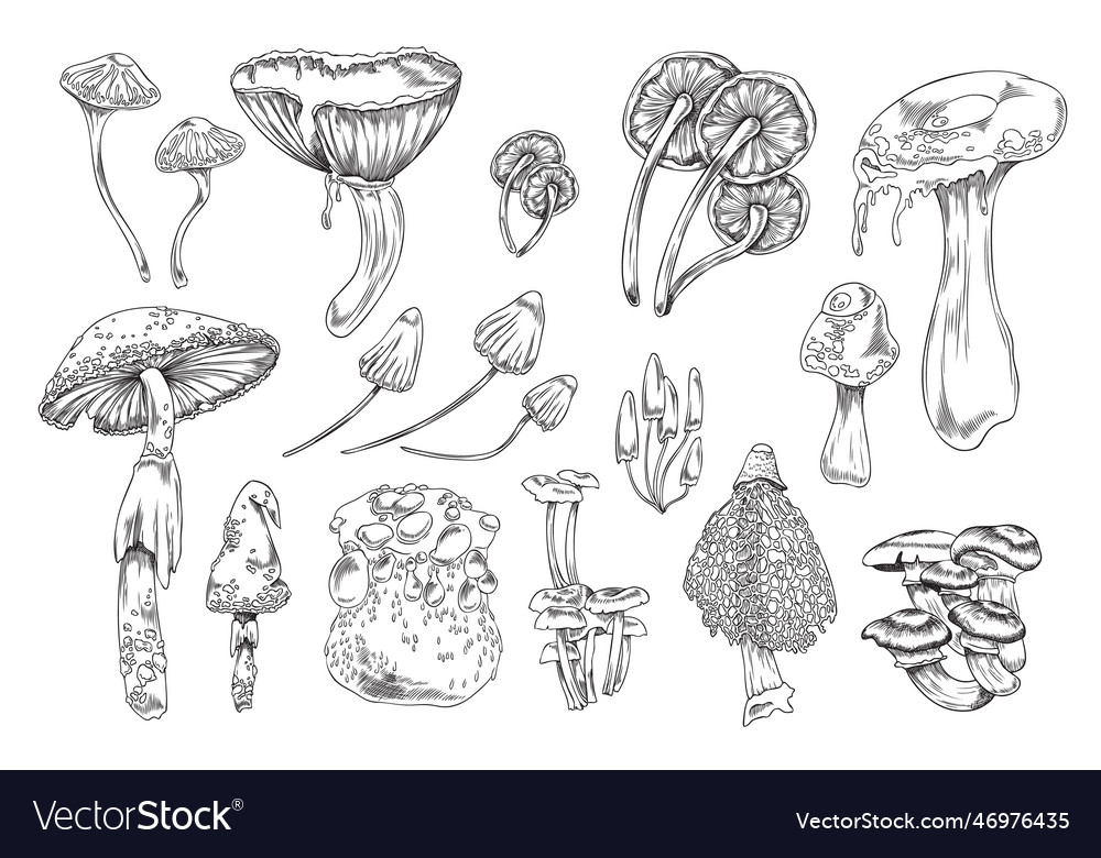 Poisonous toxic mushrooms collection hand drawn