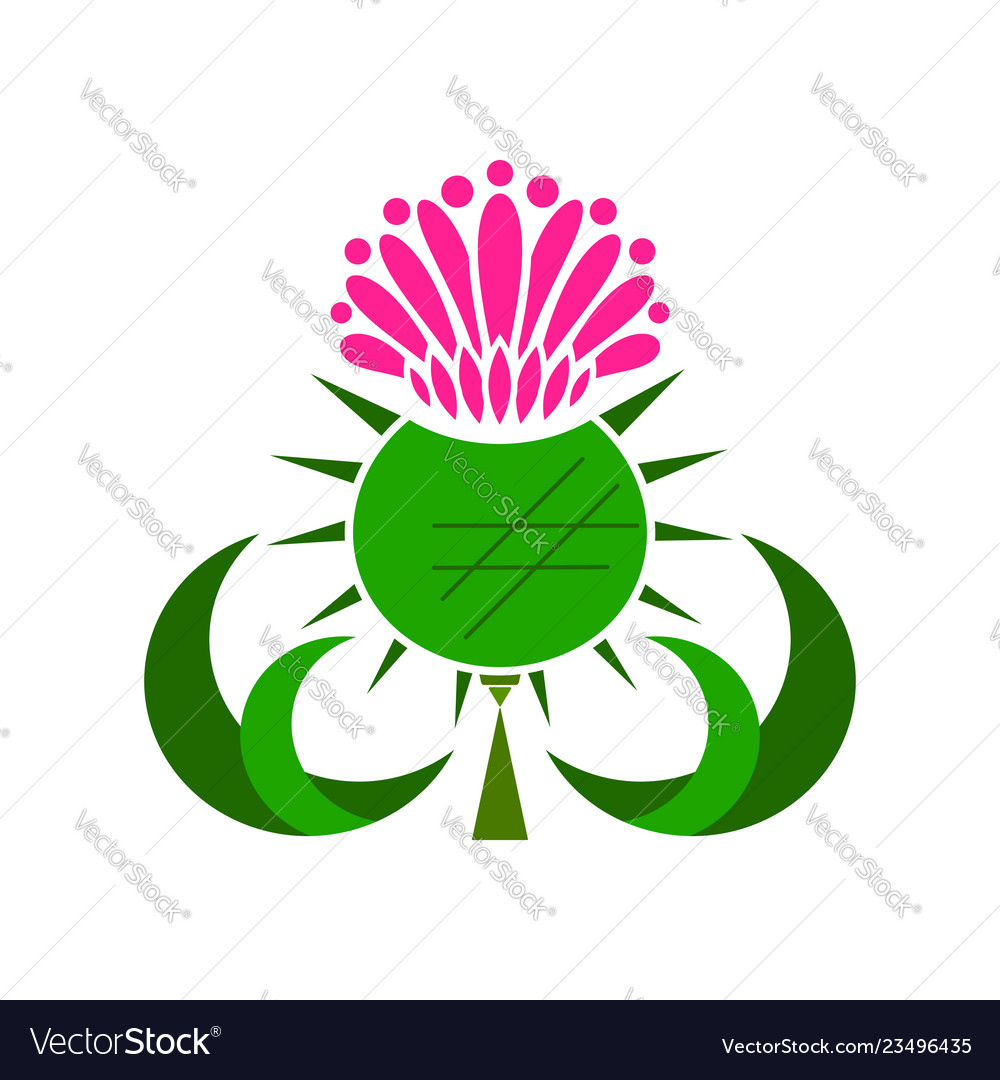 Diese kleine Heilpflanze auf weiß vector image Diese kleine Heilpflanze auf weiß