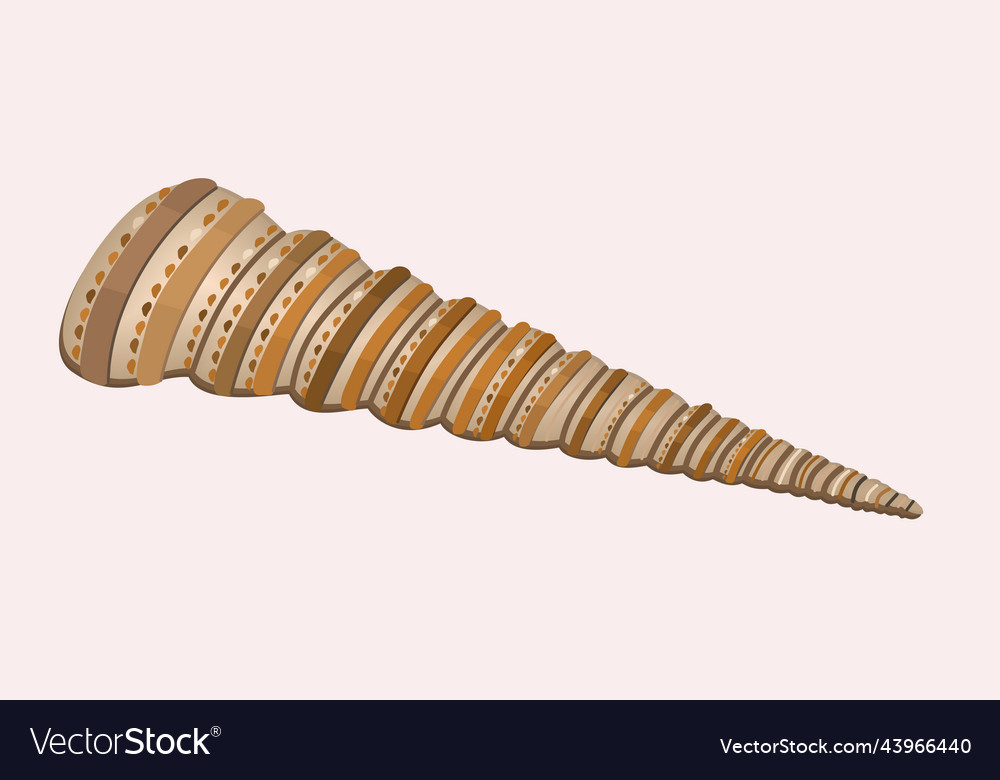 Isolated of long seashell usual Royalty Free Vector Image