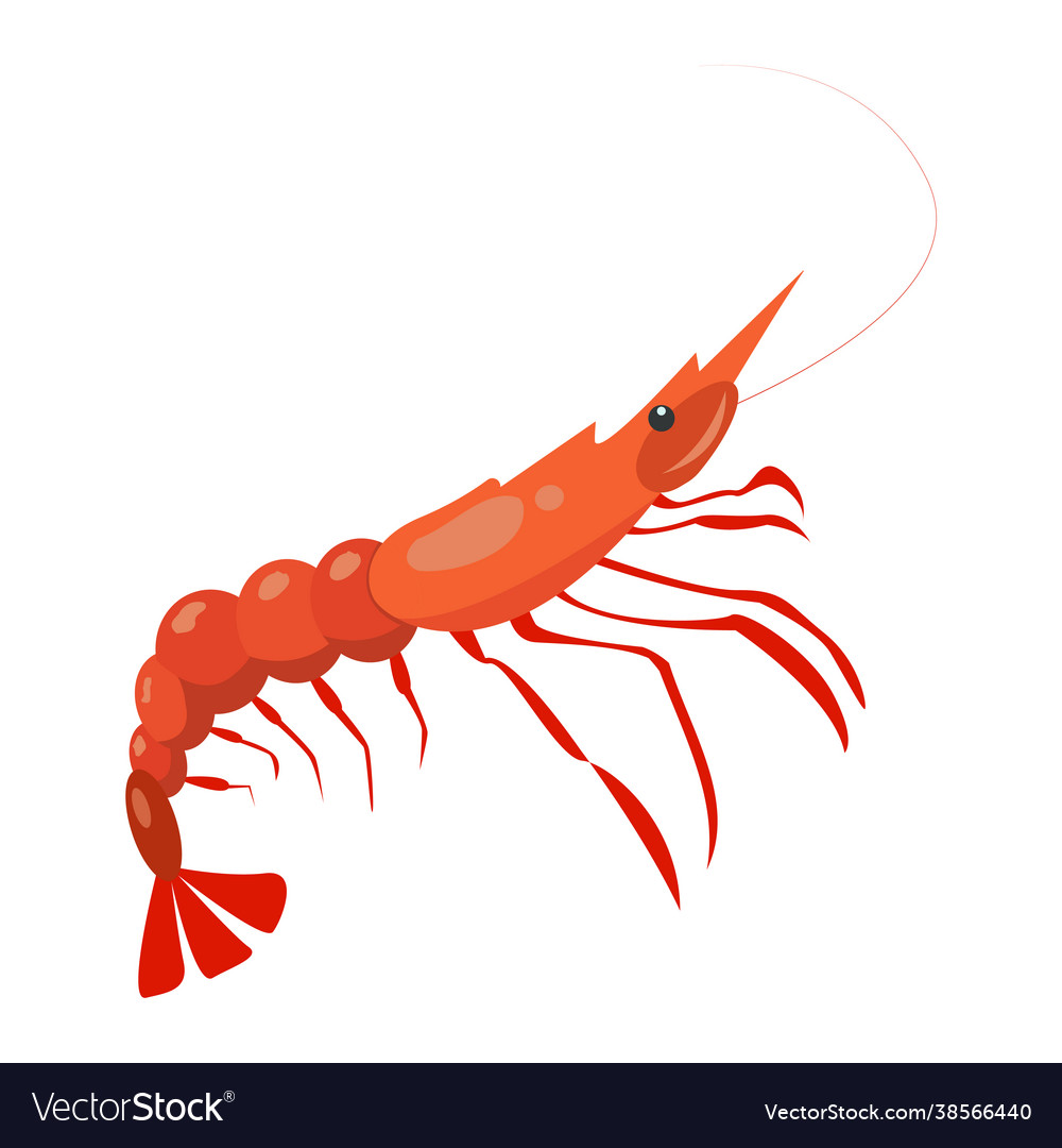 Realistic fresh shrimp on white background