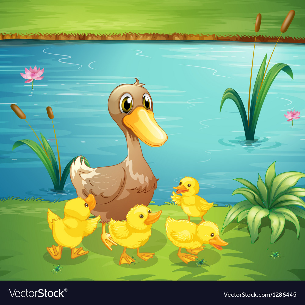 A mother duck with her ducklings in river Vector Image