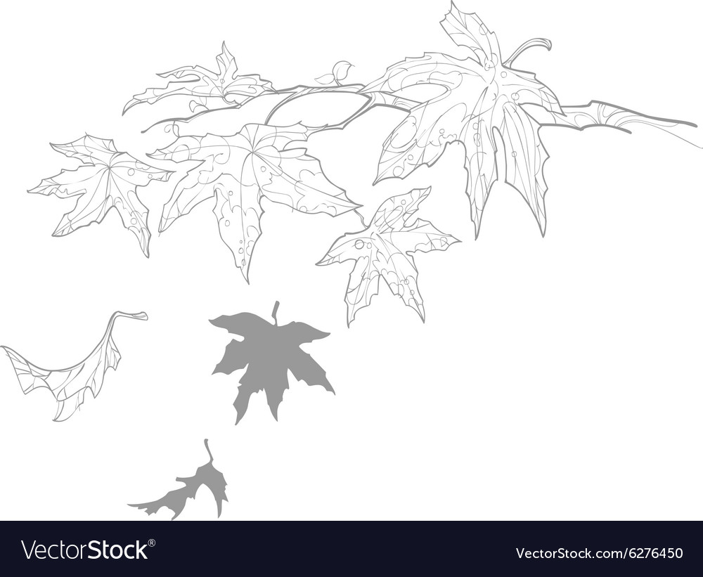 Premium Vector  Contour maple leaf, sketch on a white background. autumn  print, illustration, vector