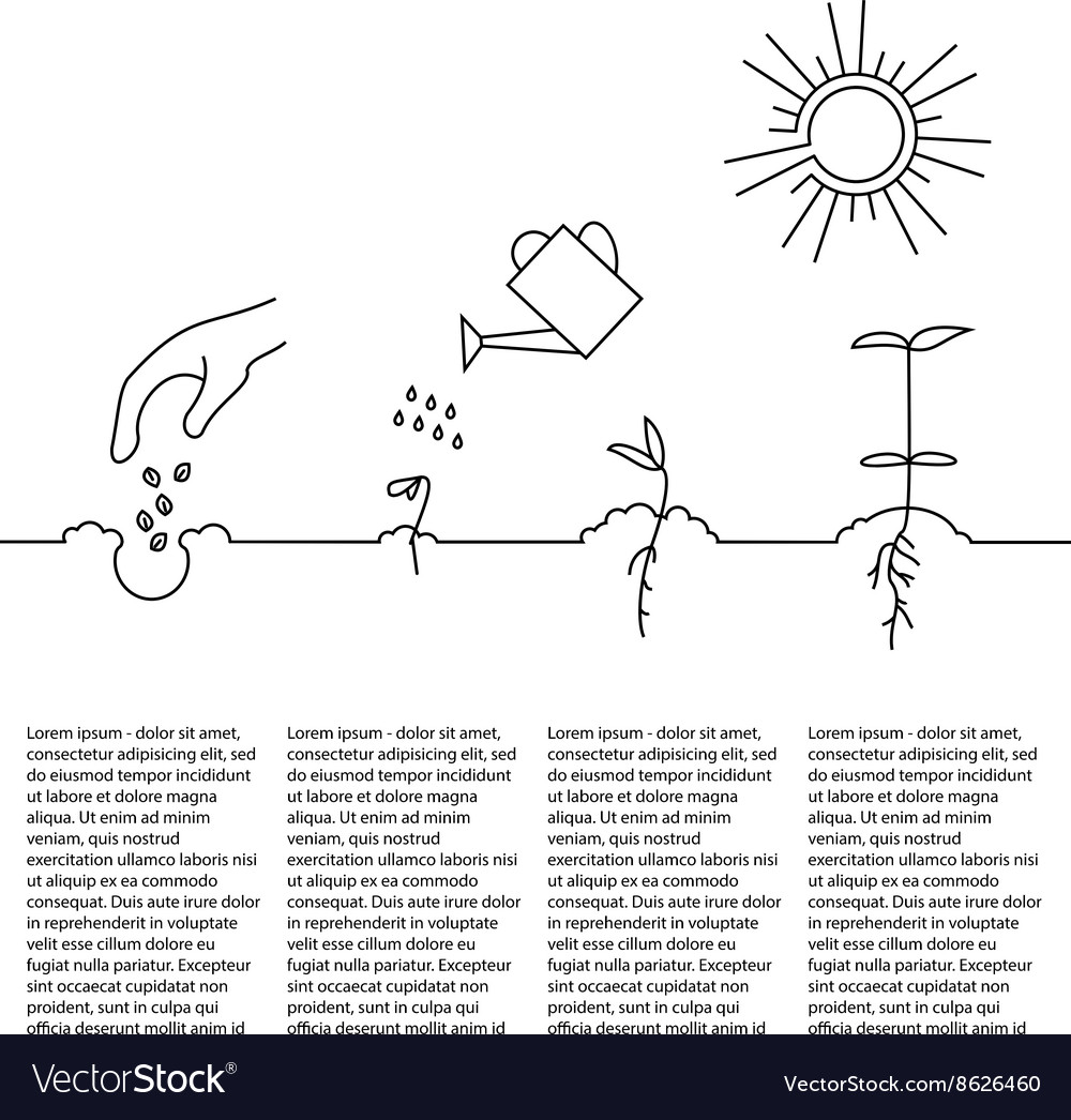 Timeline infographic of planting tree process