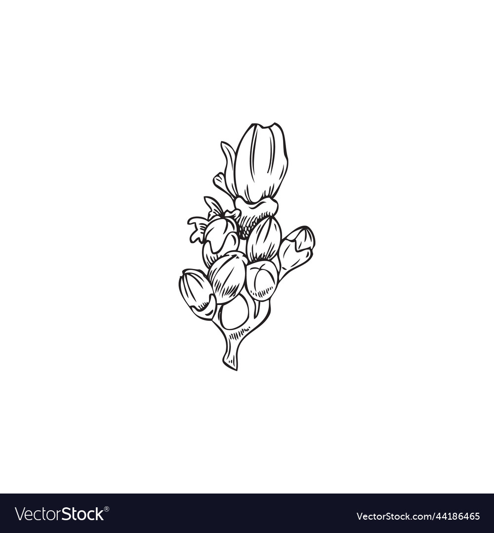 Rosemary Twig With Blooming Flowers Engraving Vector Image