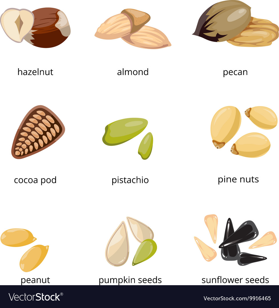 Seeds and nuts icons in cartoon style Royalty Free Vector Seeds and nuts icons in cartoon style Royalty Free Vector