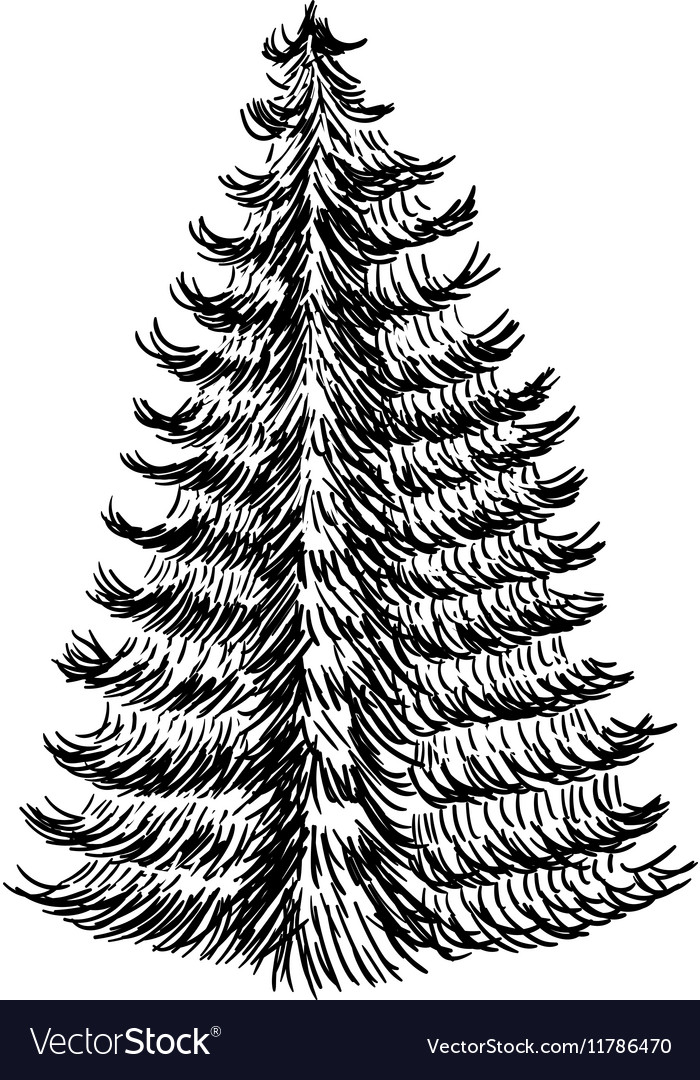 Hand drawn sketch of christmas trees icon Vector Image