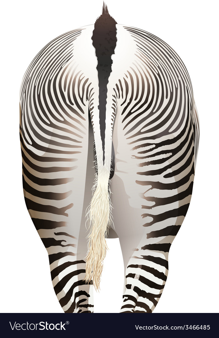 A zebra