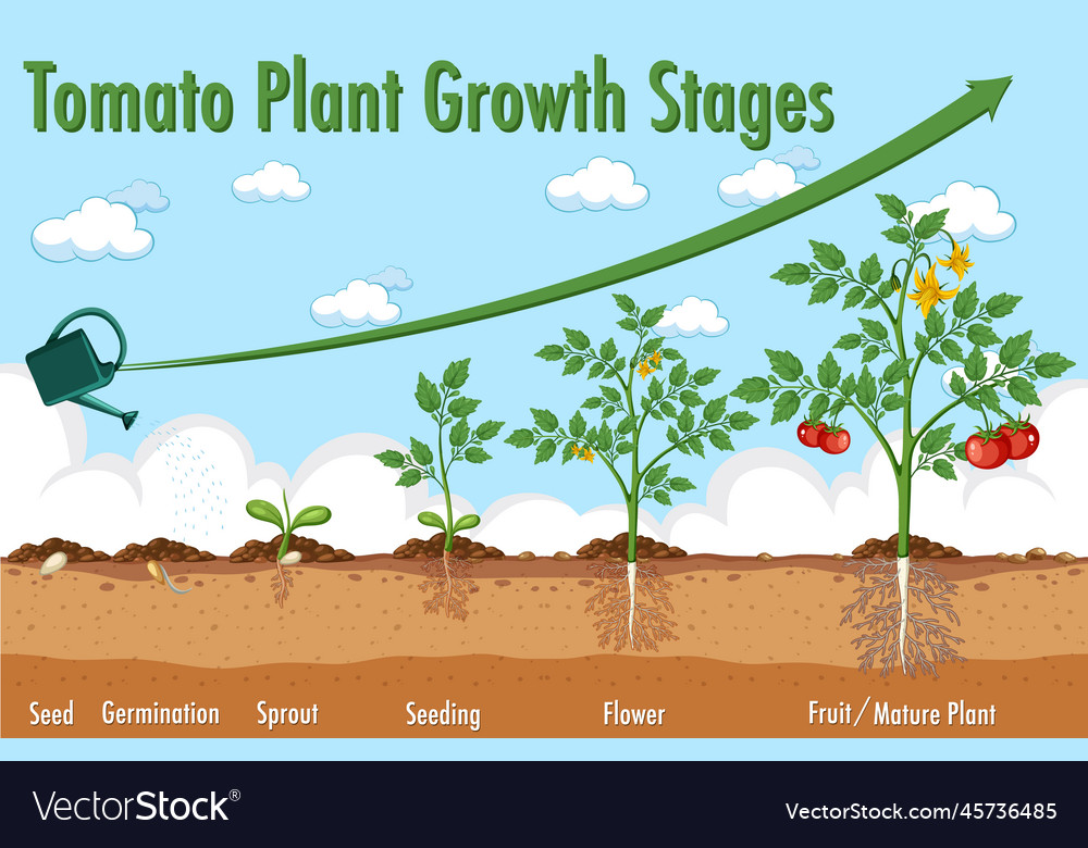 Life cycle of tomato plant diagram Royalty Free Vector Image