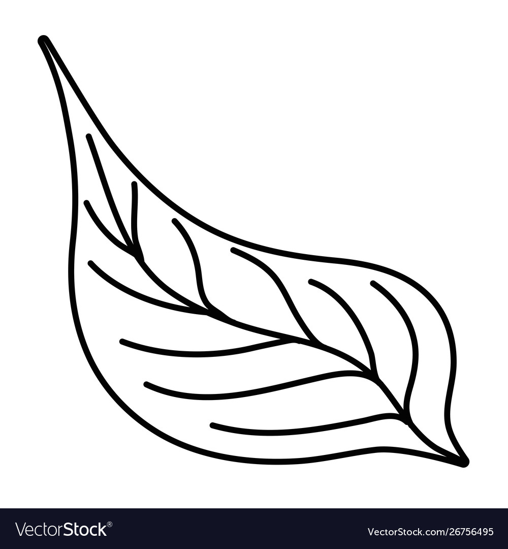 Isolated leaf design Royalty Free Vector Image