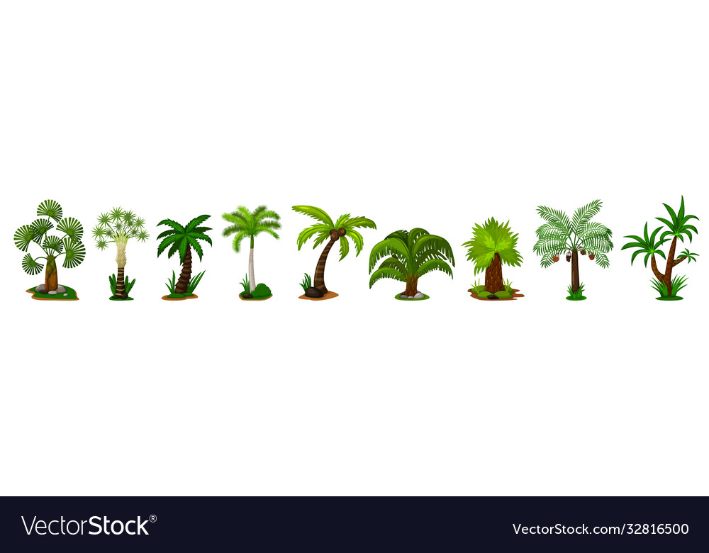 Isolated Palm Tree Icon Set