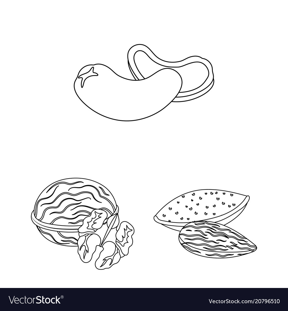 Different kinds of nuts outline icons in set