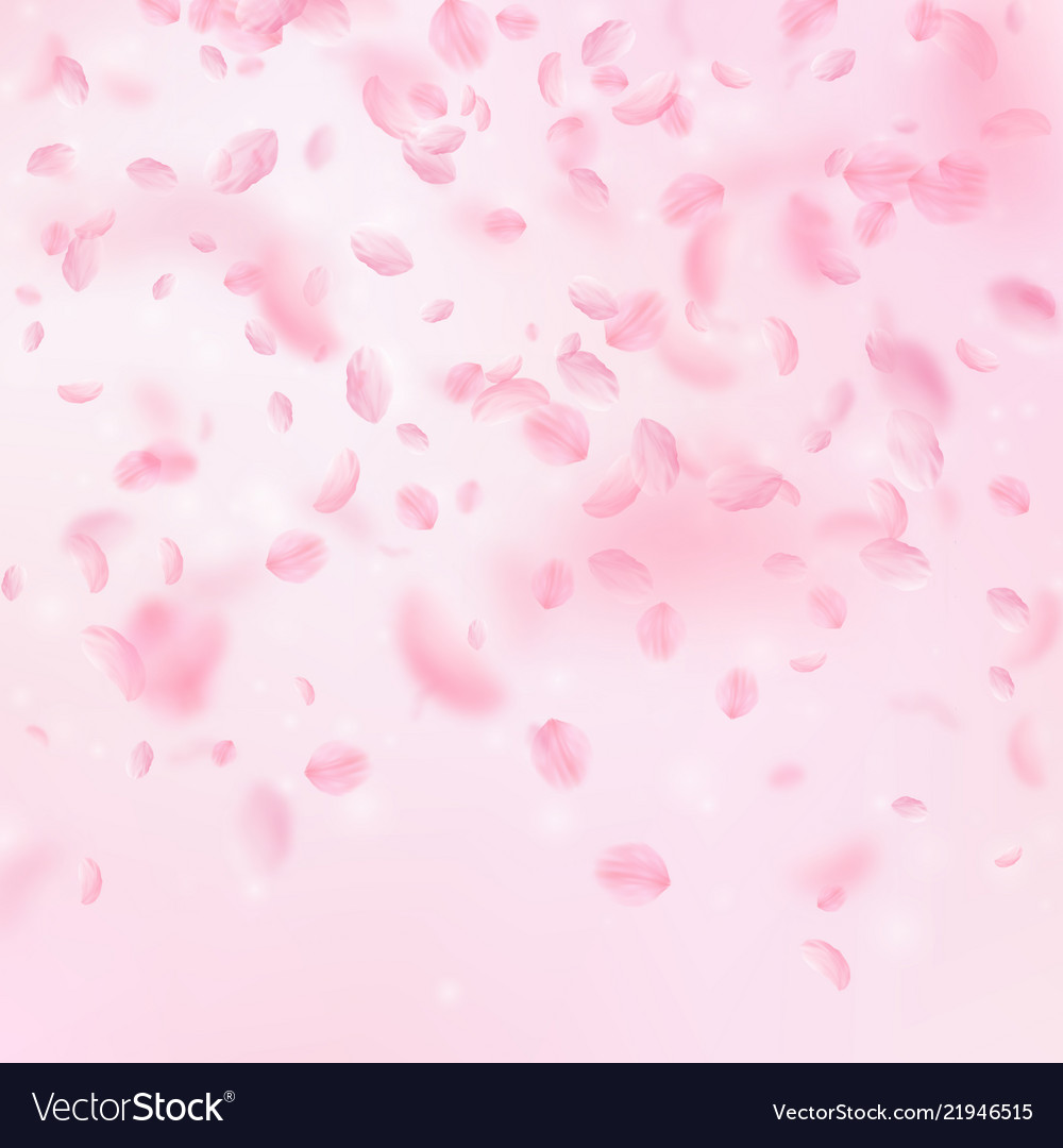 Sakura petals falling down