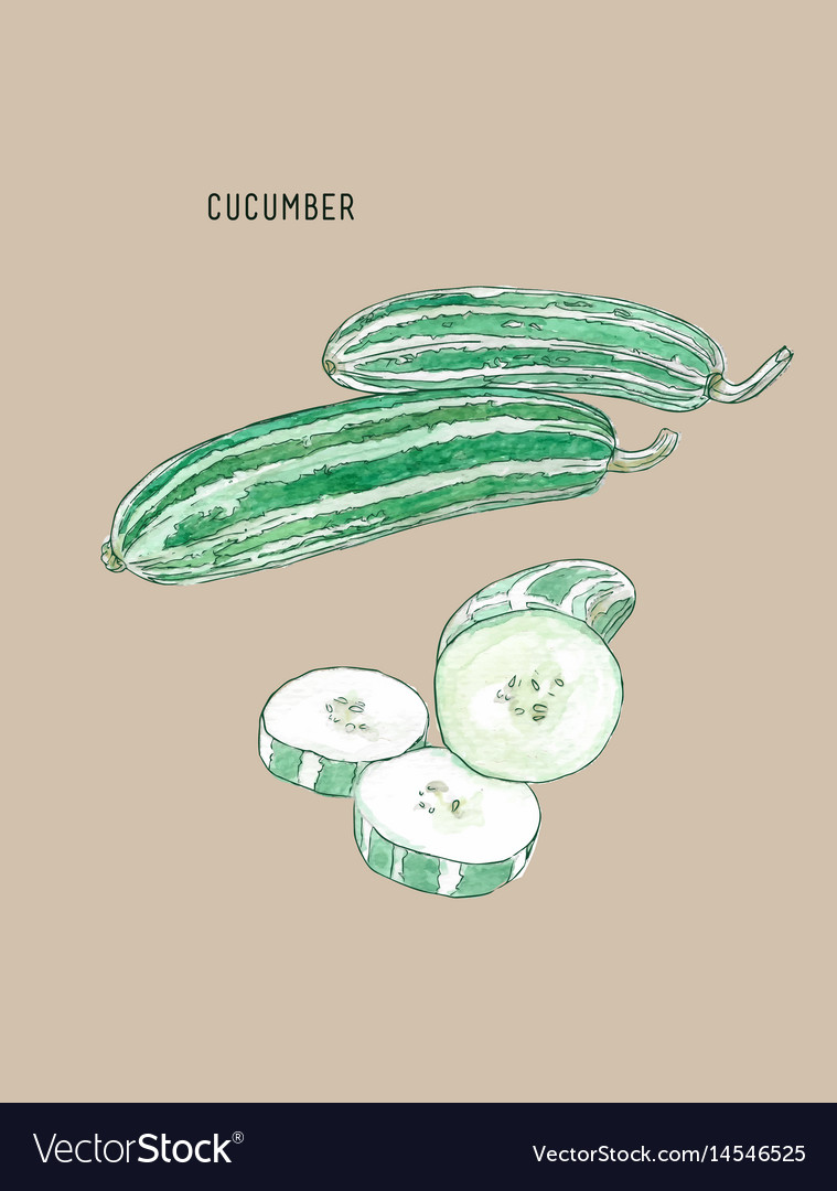 Cucumber sketch