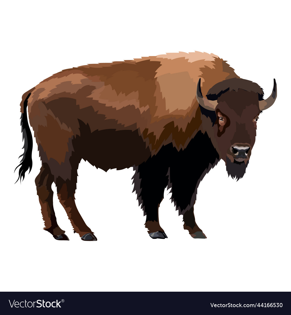 Brown zubr buffalo bison realistic Royalty Free Vector Image