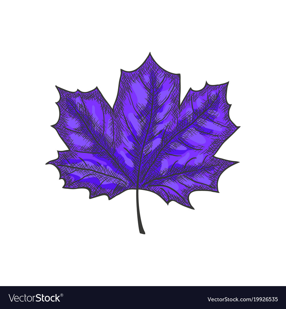 Maple leaf vintage color engraved Royalty Free Vector Image