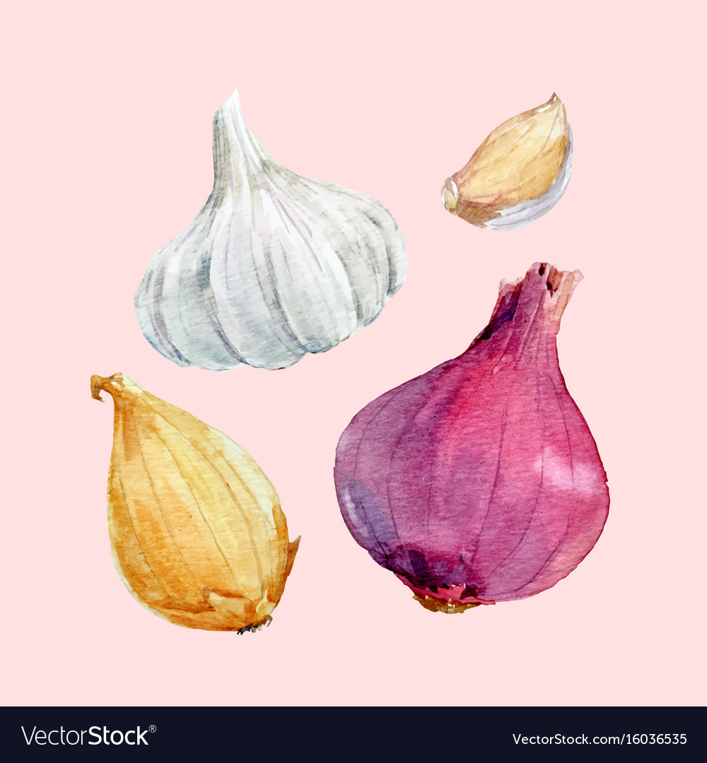 Watercolor onion set Royalty Free Vector Image