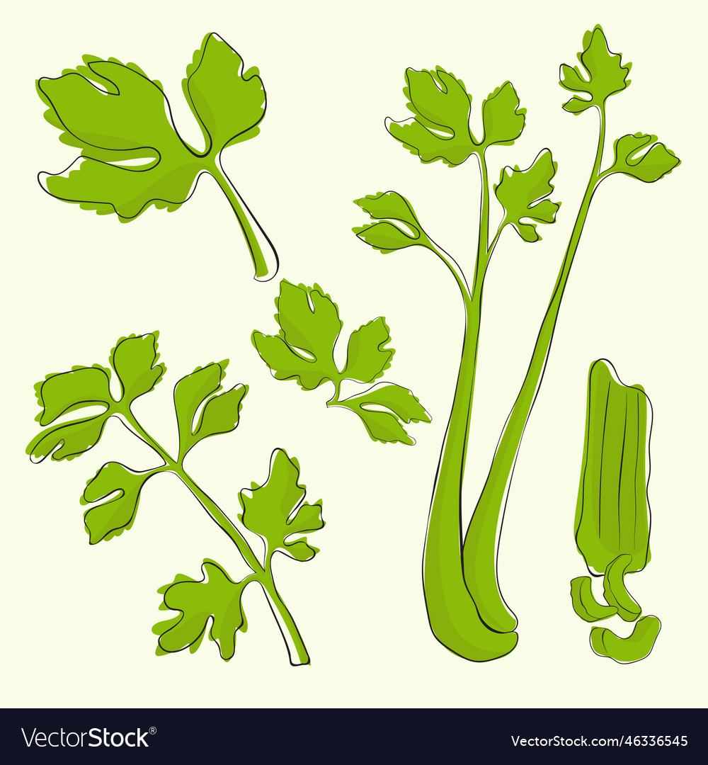Celery leaf with boho style collection Royalty Free Vector