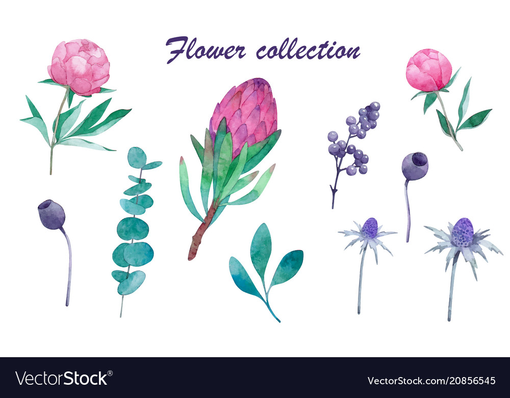 Floral big element set pink peach rose vector image Floral big element set pink peach rose