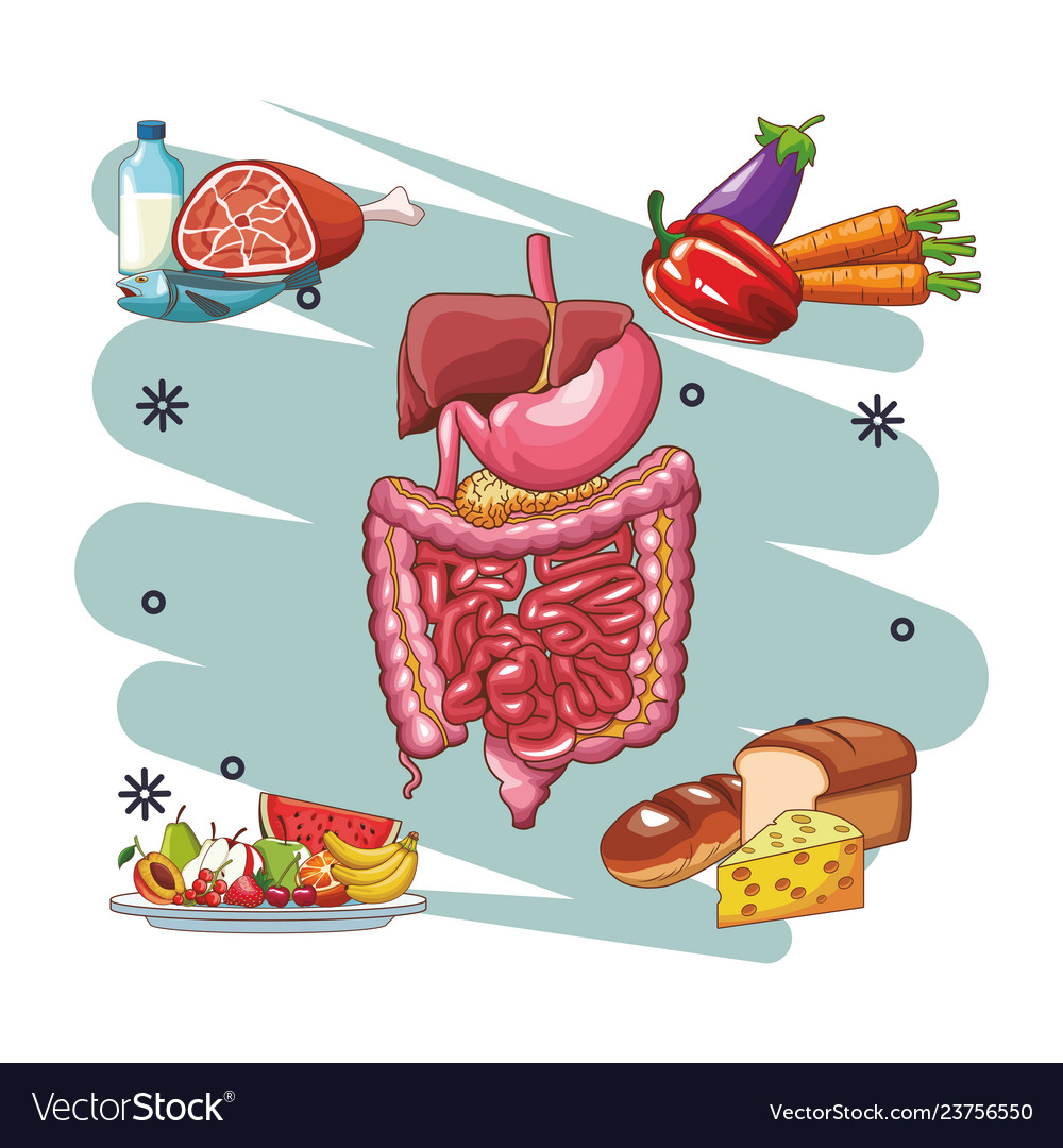 Anatomy human organ cartoon Royalty Free Vector Image