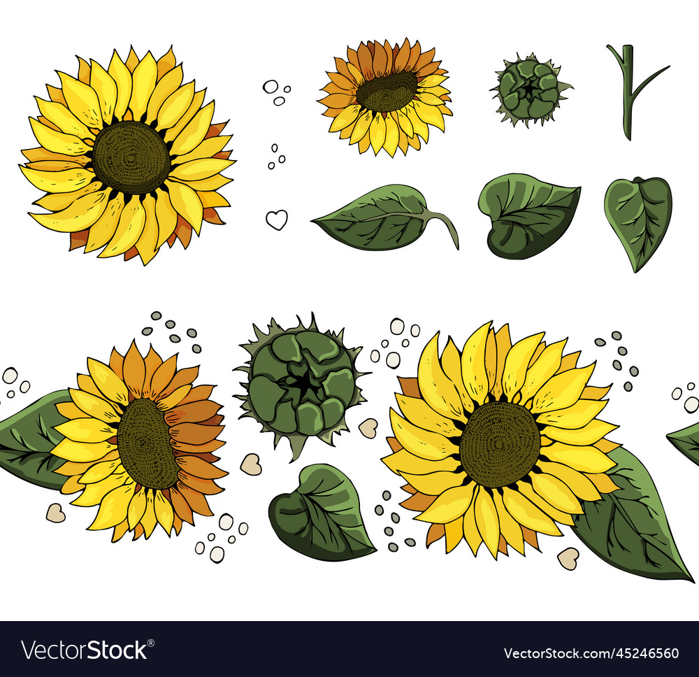 Sunny sunflower set and brush graphics