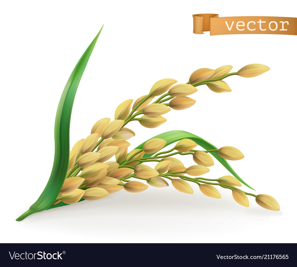 Rice 3d Icon Royalty Free Vector Image Vectorstock