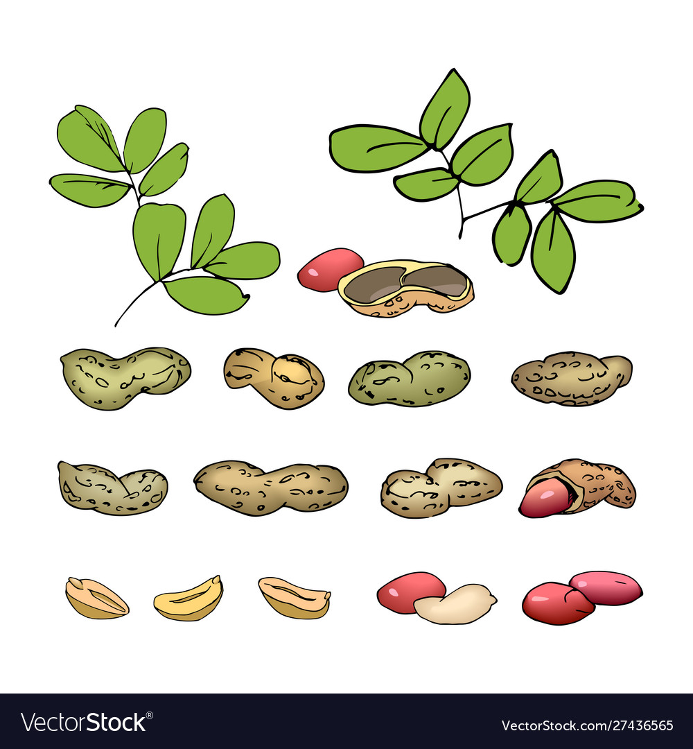 Set peanut elements with kernel and leaves