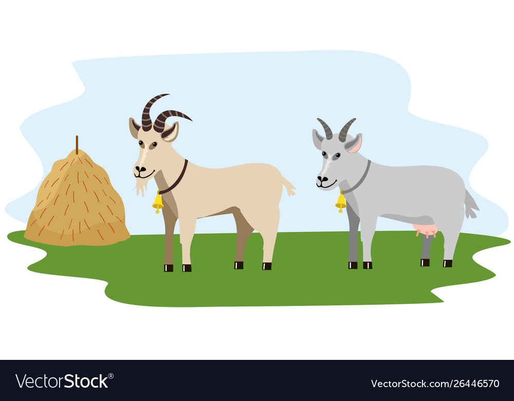 Adorable Farm Goats