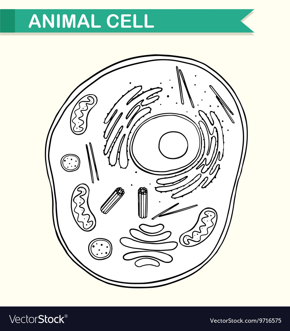 Animal Cell Diagram Cliparts, Stock Vector and Royalty Free Animal Cell  Diagram Illustrations