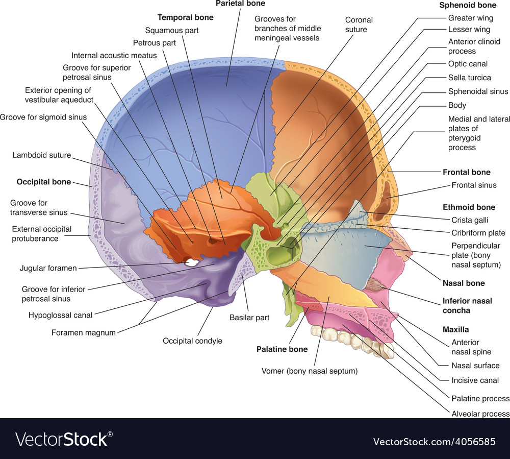 skull midsagittal view royalty free vector image