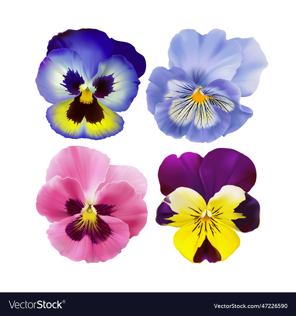 Set of colorful pansies