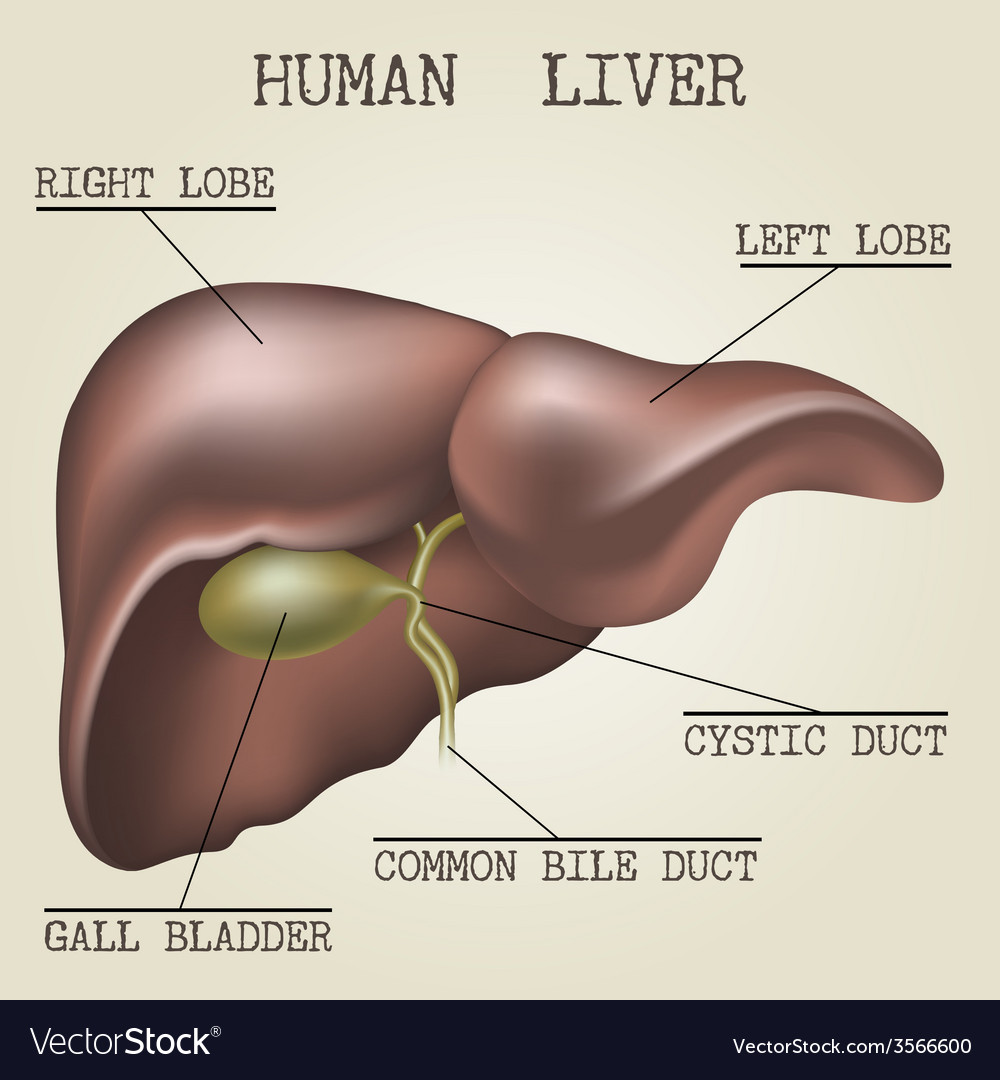 The Human Liver Anatomy Vector 3566600 