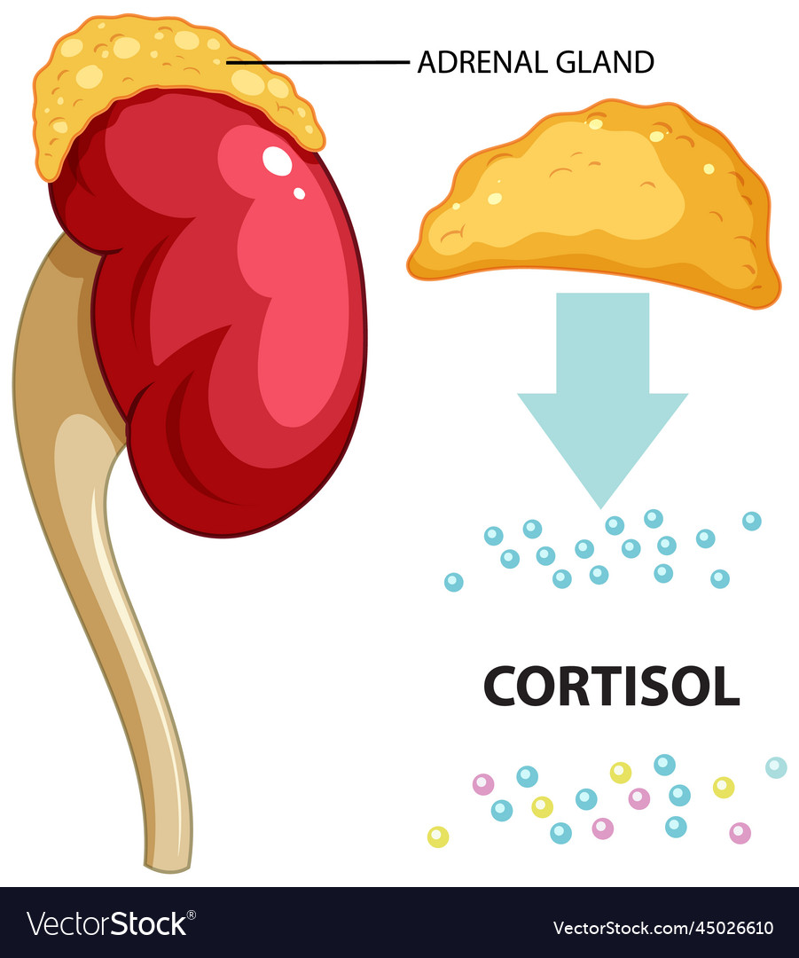 Adrenal gland produce cortisol Royalty Free Vector Image
