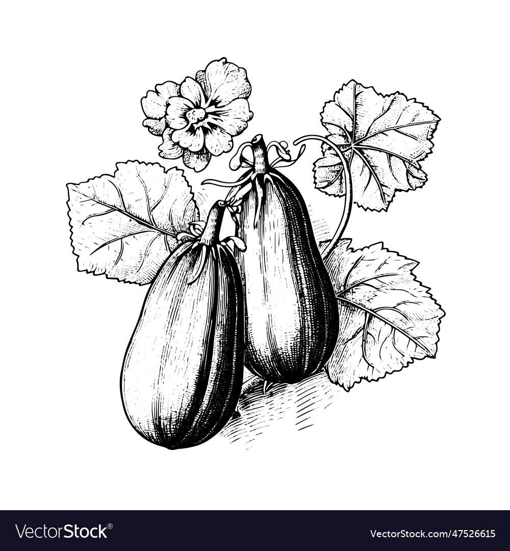 Cucumber drawing isolated hand drawn object vector image Cucumber drawing isolated hand drawn object