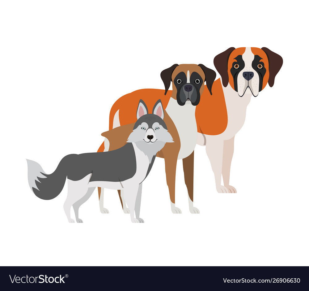 Set adorable dogs on white background