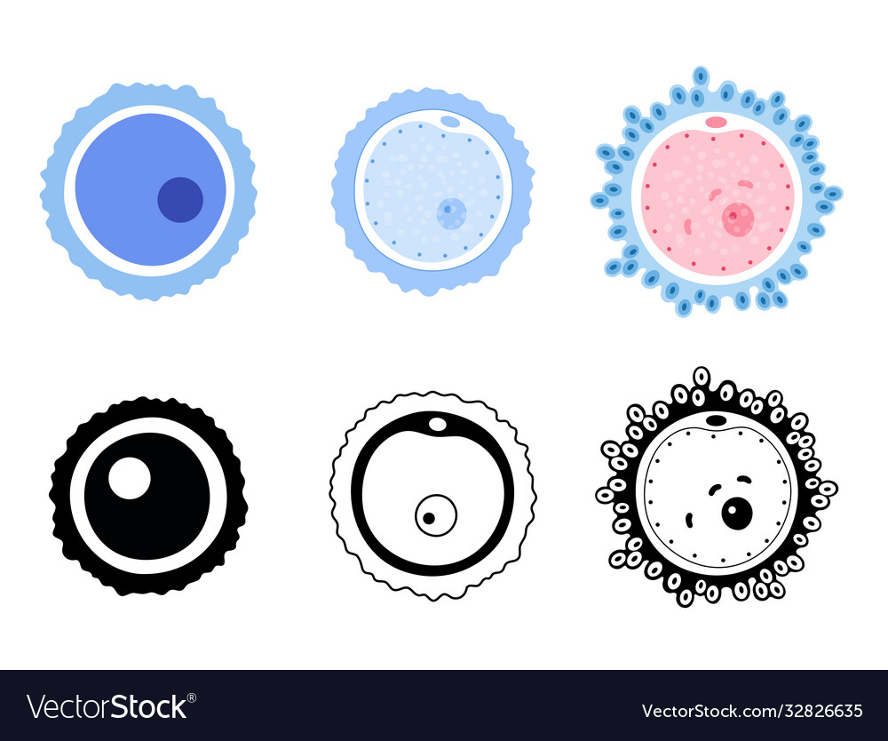 Egg Cell Drawing