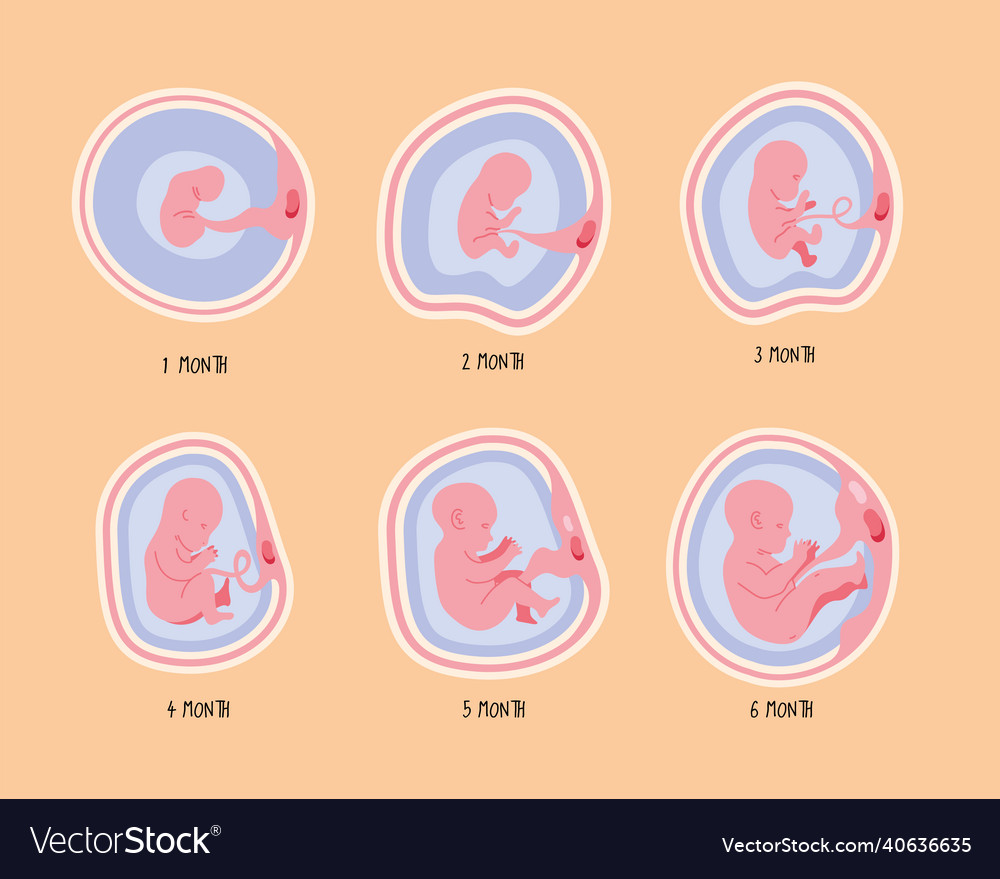 Embryo development six phases Royalty Free Vector Image