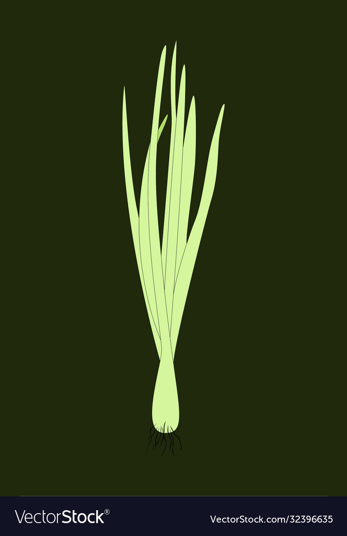 Spring sprouting onion isolated on dark background vector image Spring sprouting onion isolated on dark background