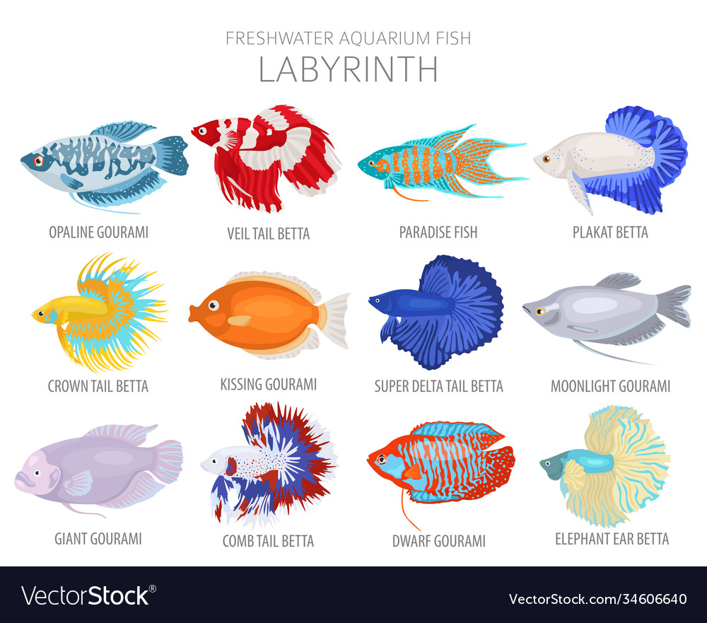 Labyrinth fish freshwater aquarium icon set