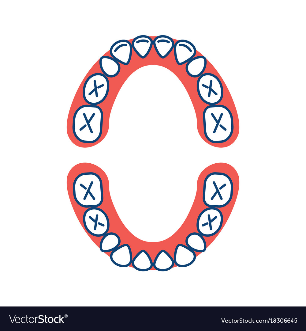 Baby Teeth Chart