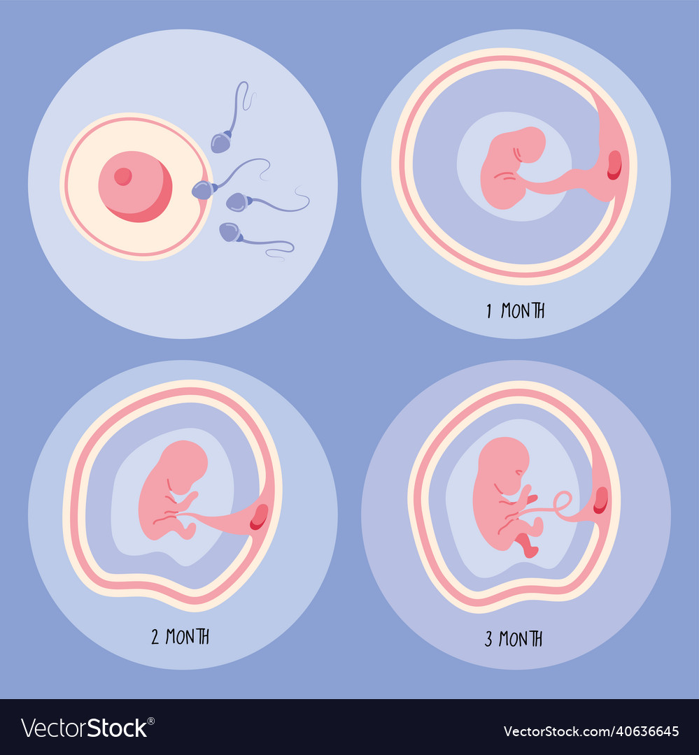 Four embryo development phases Royalty Free Vector Image