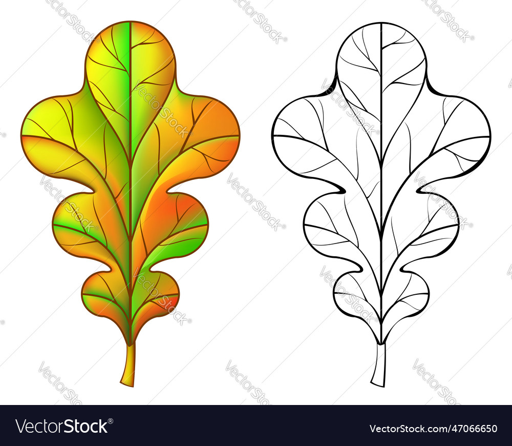 Colorful and black white pattern oak leaf