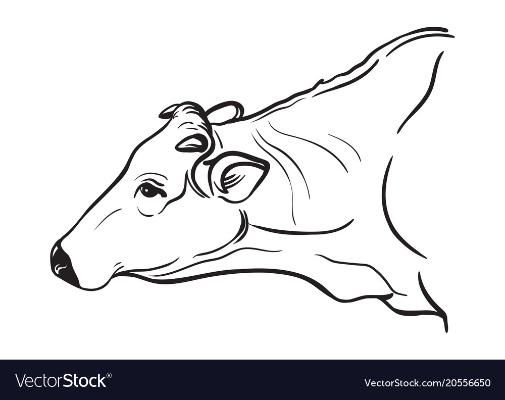 Sketches cows drawn hand Royalty Free Vector Image