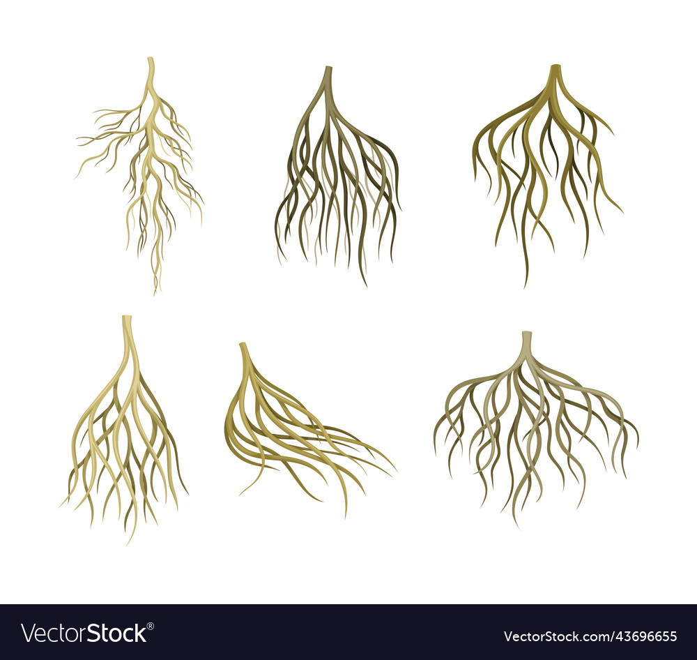 Branching Wurzel als Baumteil unterhalb der Oberfläche vector image Branching Wurzel als Baumteil unterhalb der Oberfläche