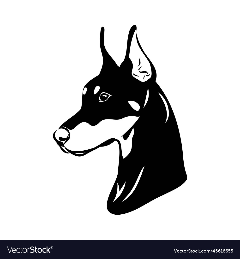 Doberman dog black and white portrait the head Vector Image