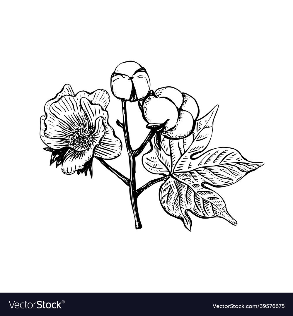 Black sketch cotton flower in vintage style Vector Image