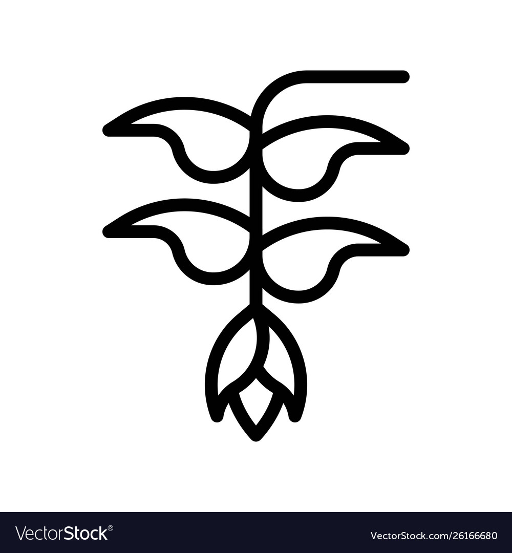 Heliconia flower tropical related line style icon