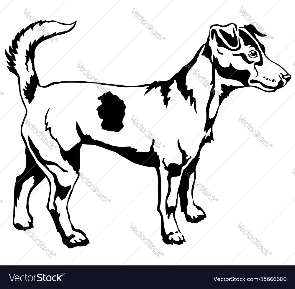 Standing Jack Russell Terrier Portrait