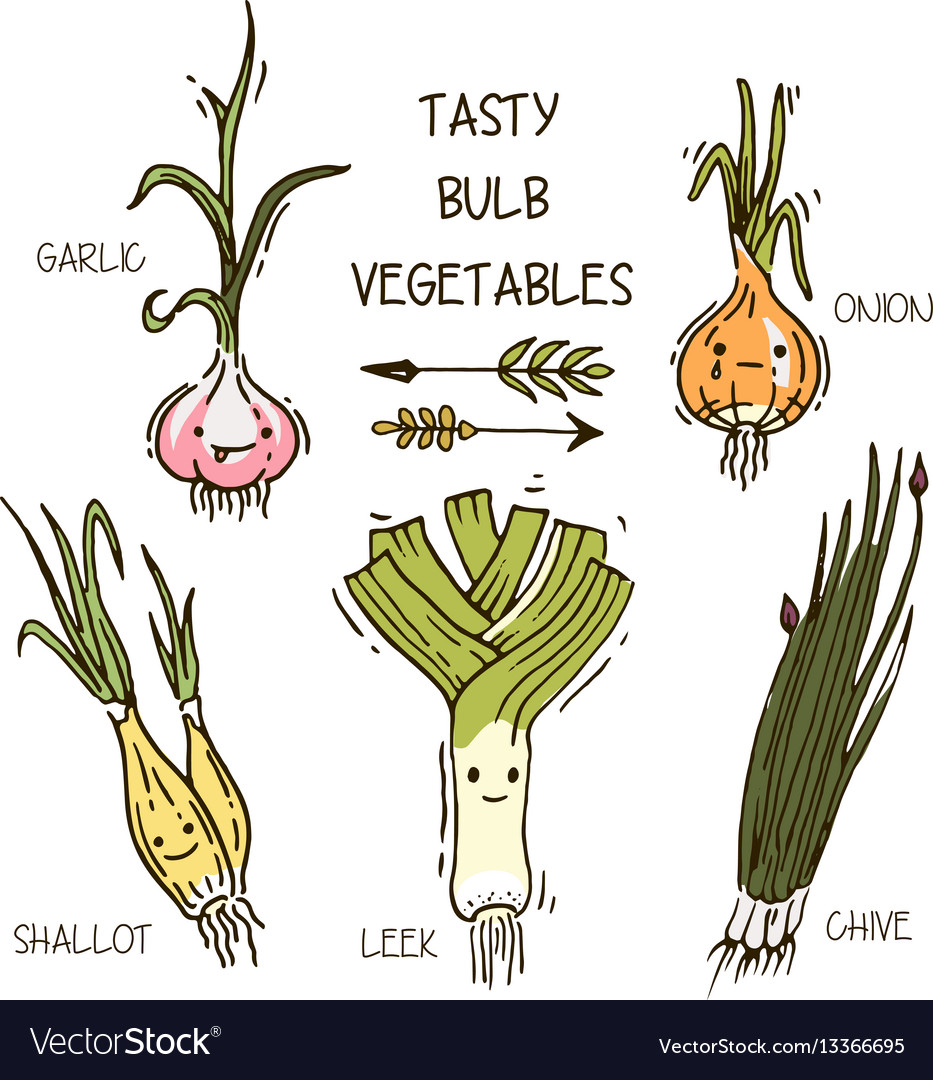 Bulb Vegetables List