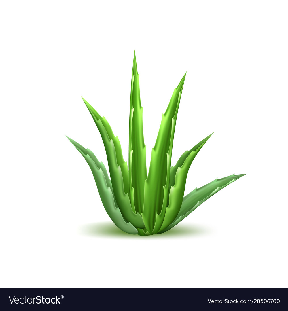 Aloe Vera Realistic Plant Skincare Cosmetic Vector Image vectorstock