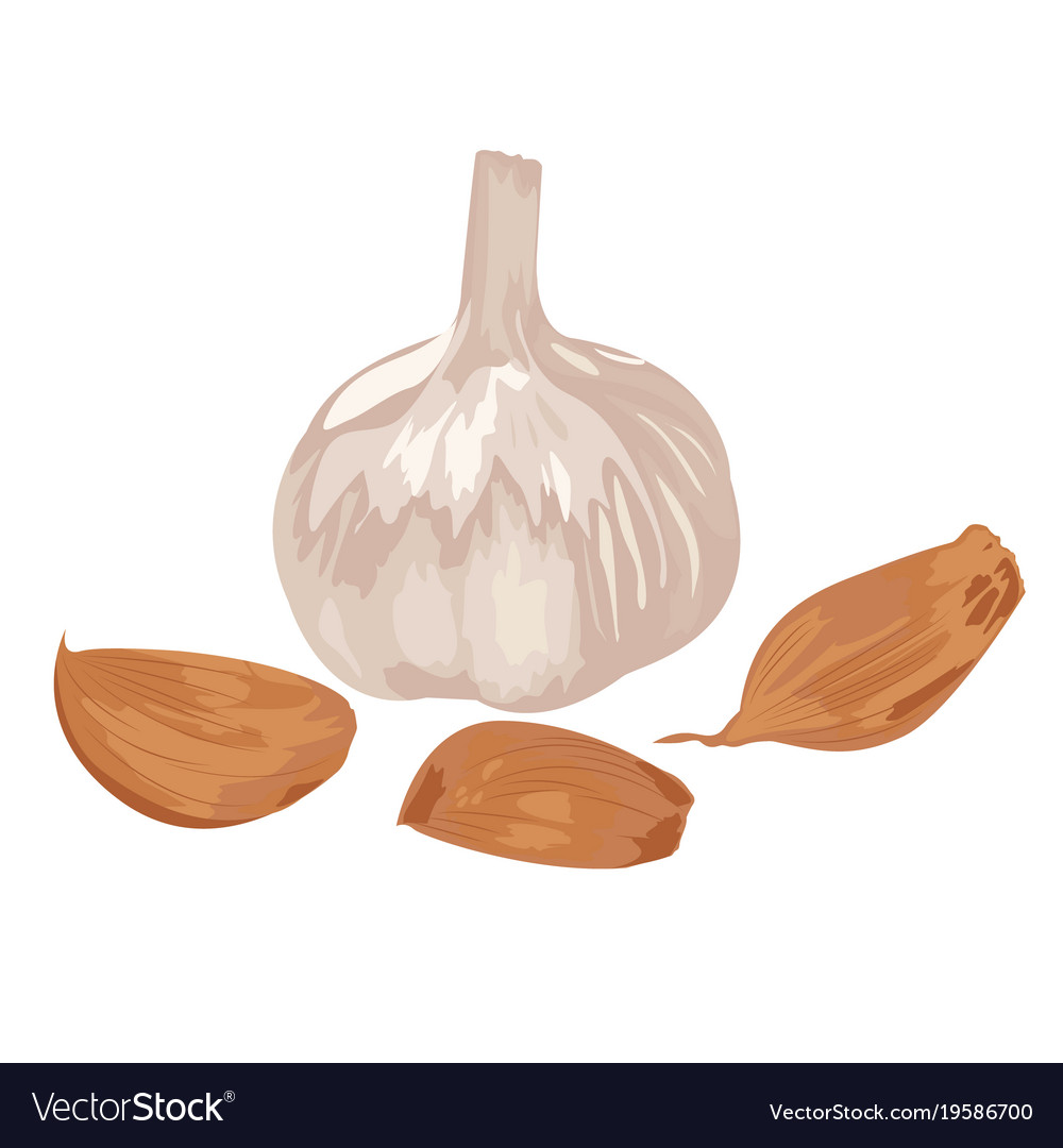 Garlic and cloves on a white background